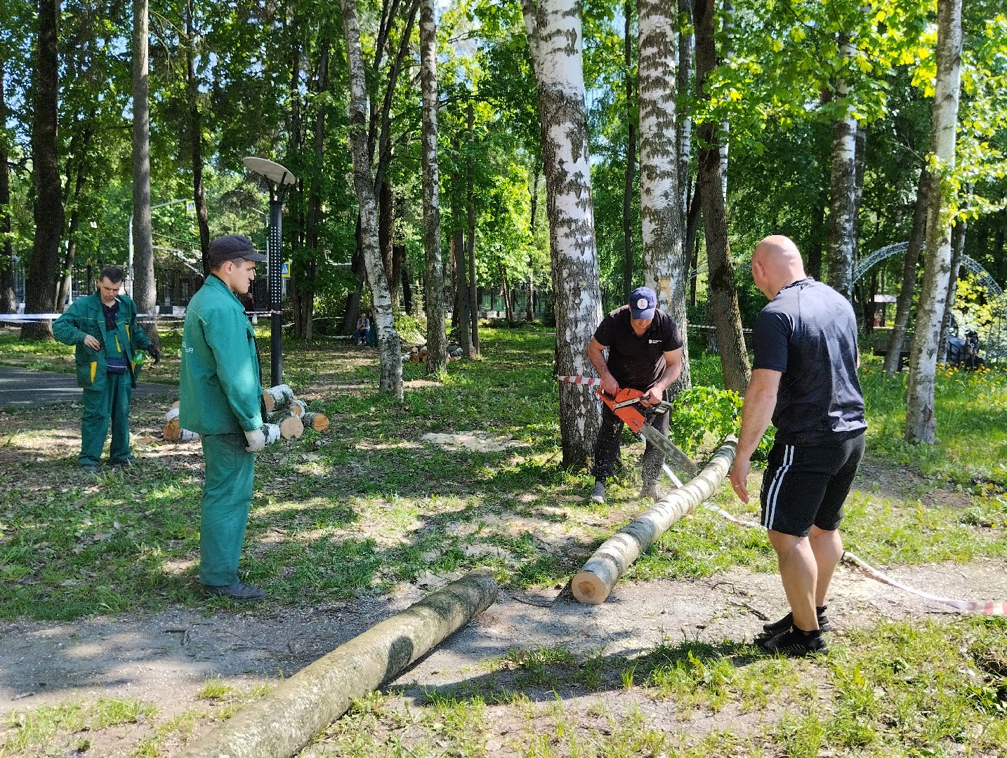 Вырубка деревьев, деревья, Центральный парк, Ногинск, Богородский городской округ