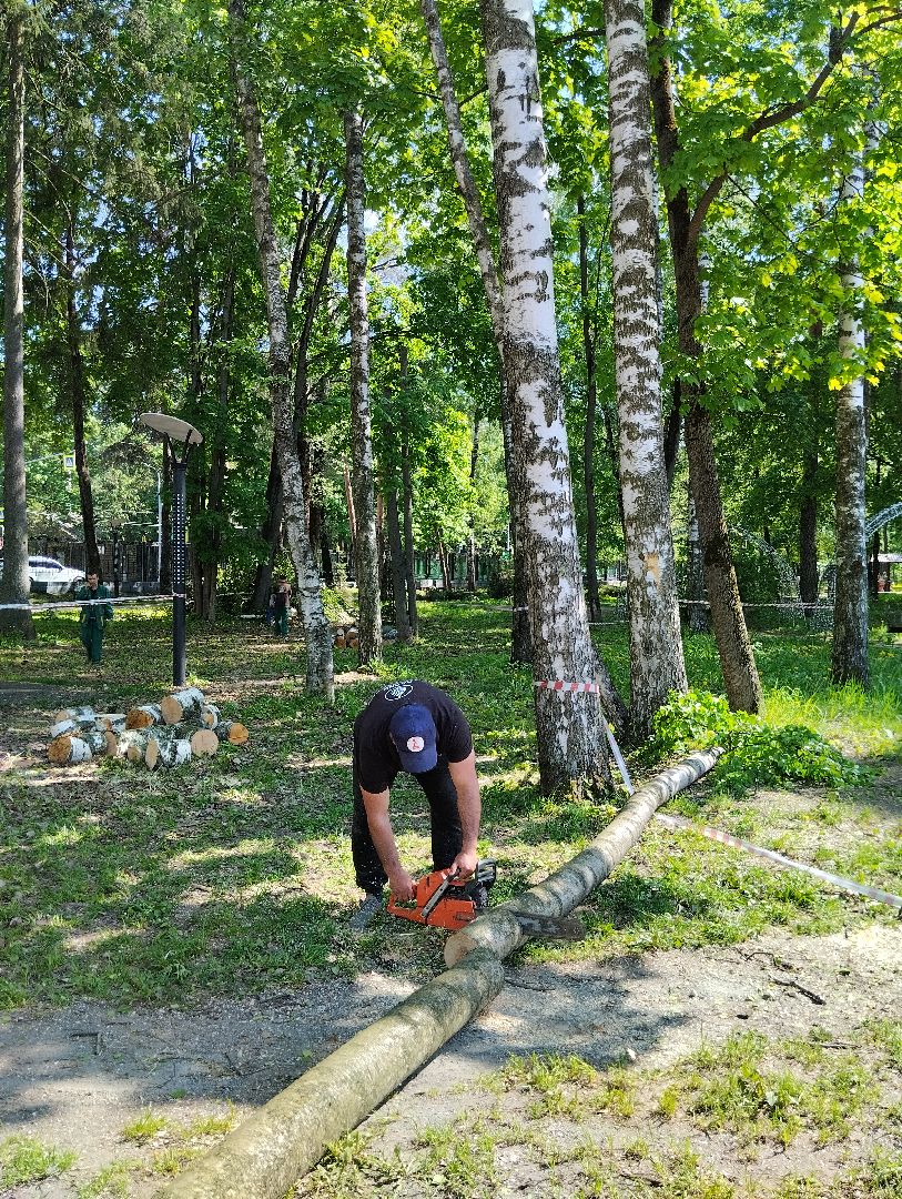 Вырубка деревьев, деревья, Центральный парк, Ногинск, Богородский городской округ