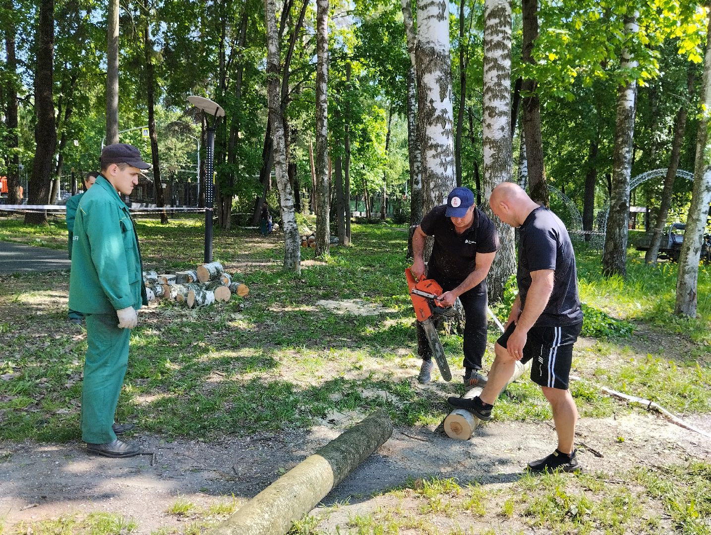 Вырубка деревьев, деревья, Центральный парк, Ногинск, Богородский городской округ