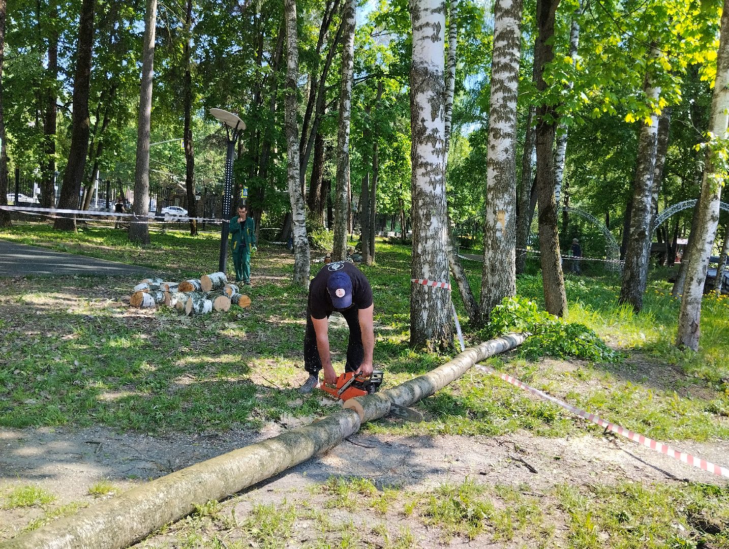 Вырубка деревьев, деревья, Центральный парк, Ногинск, Богородский городской округ