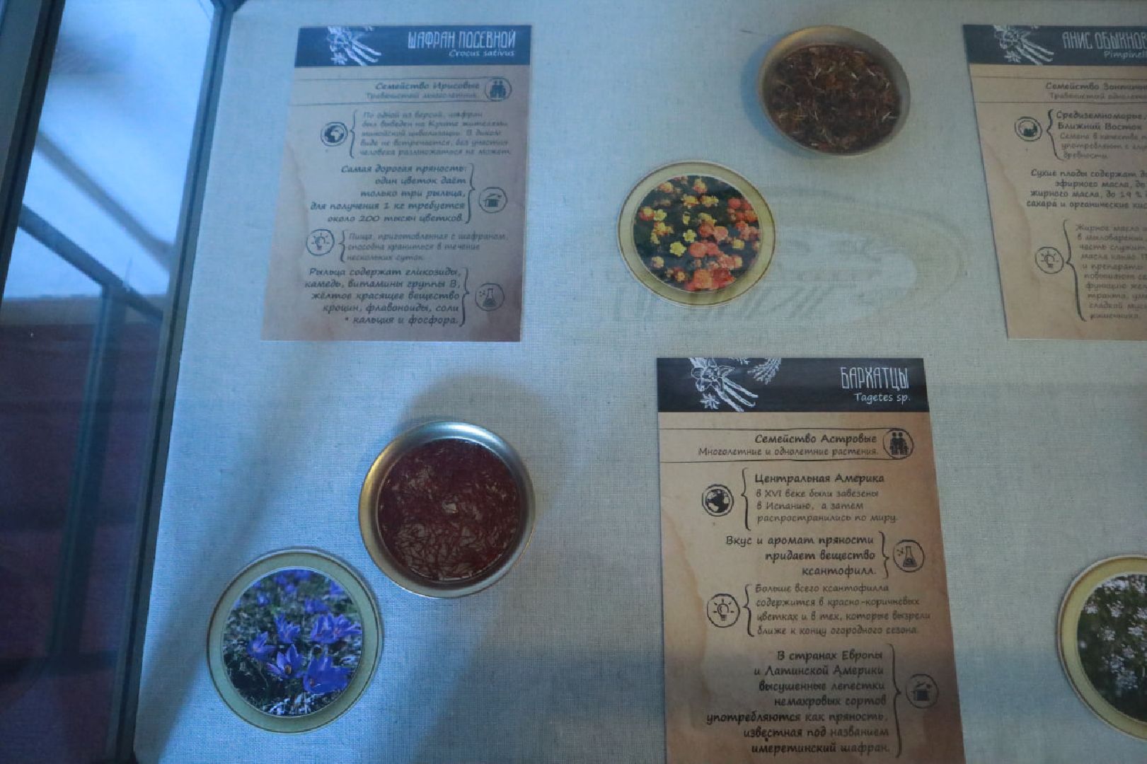 Пущино, культура, выставки