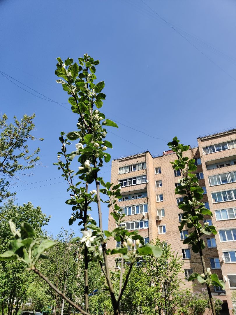 Красноармейск, Пушкинский, фруктовый сад, лес победы,