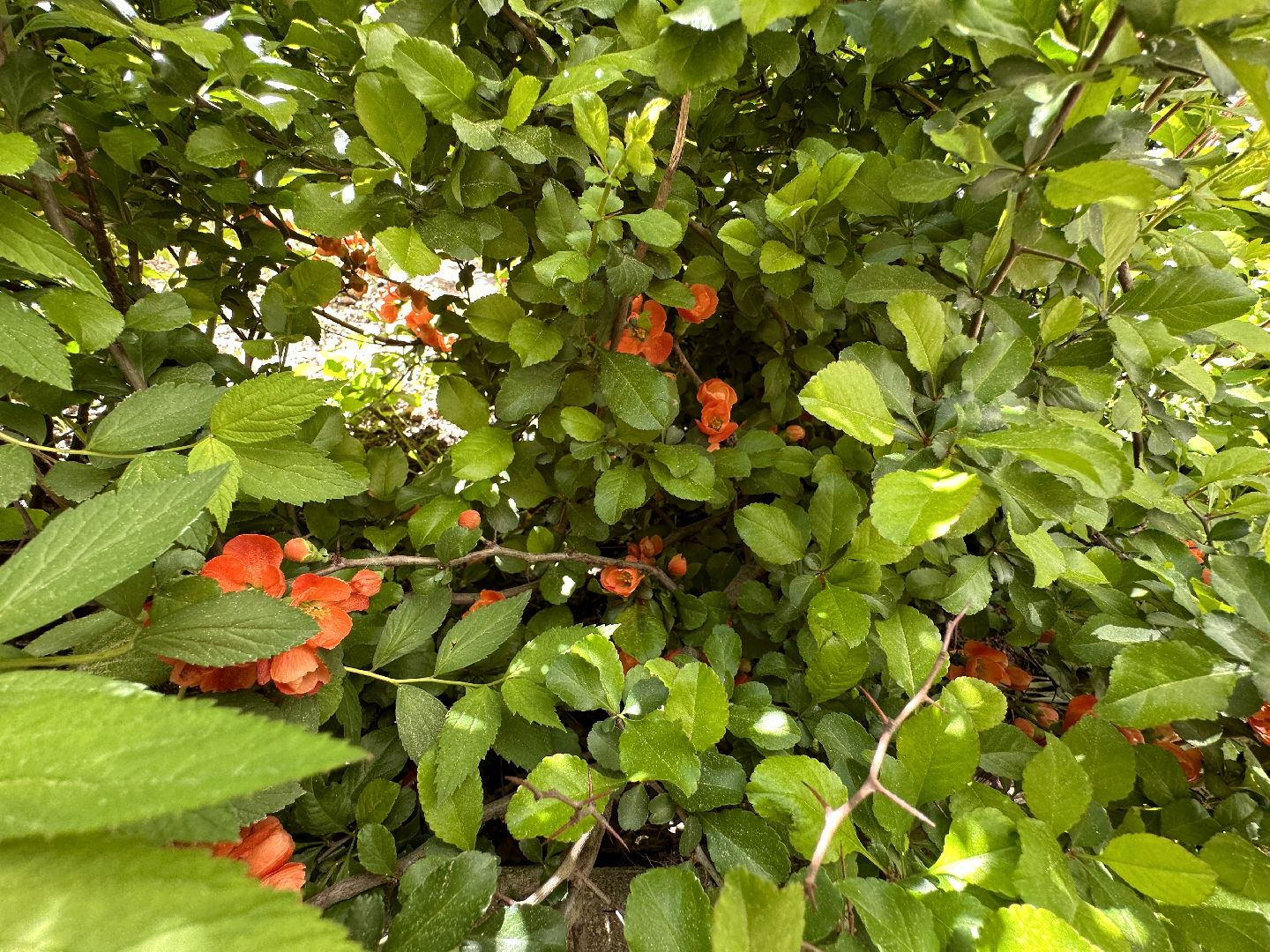 Одинцово, Экология, Общество, Благоустройство