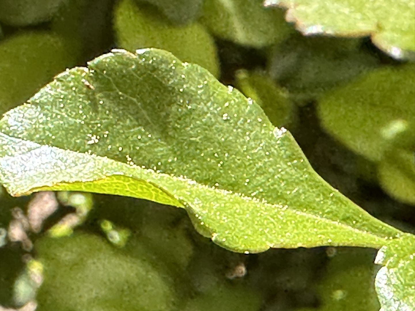 Одинцово, Экология, Общество, Благоустройство