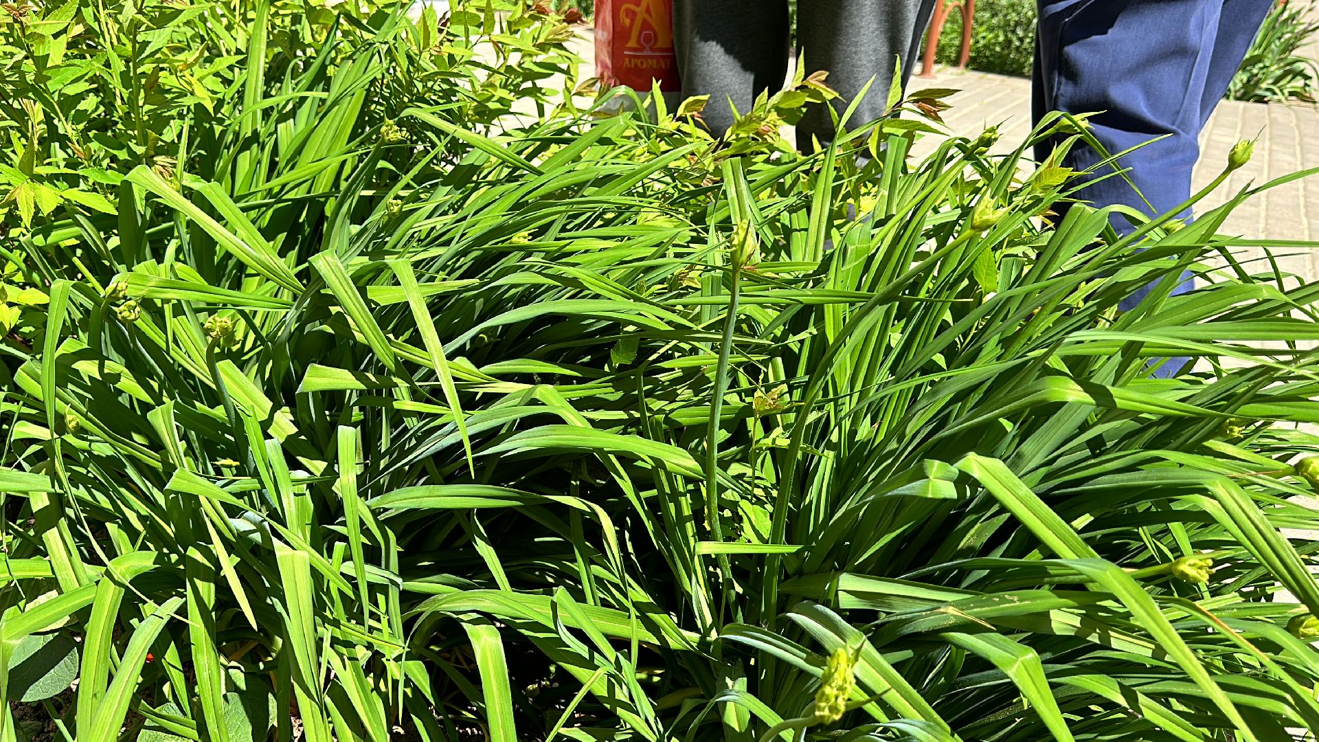 Одинцово, Экология, Общество, Благоустройство