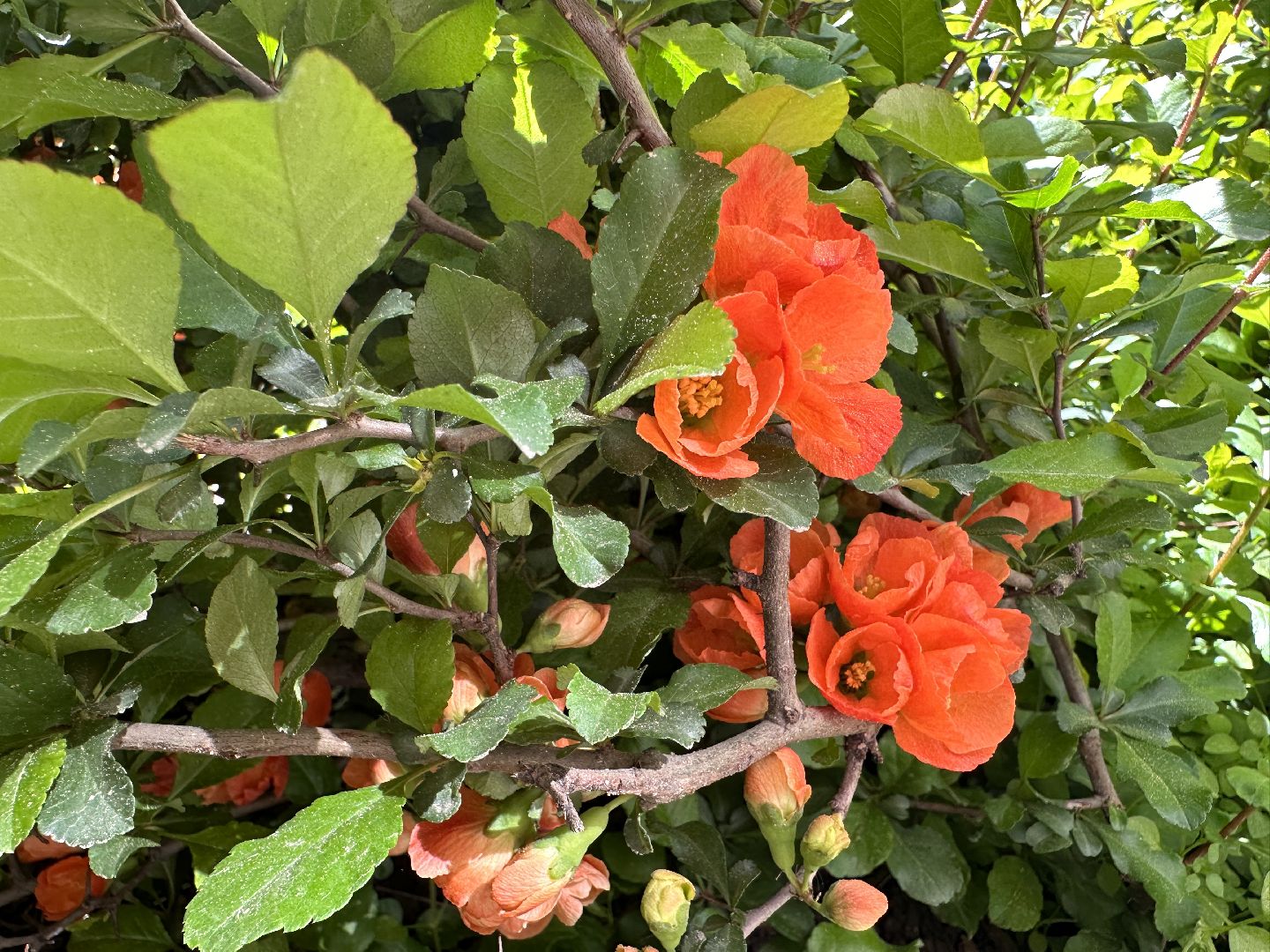 Одинцово, Экология, Общество, Благоустройство