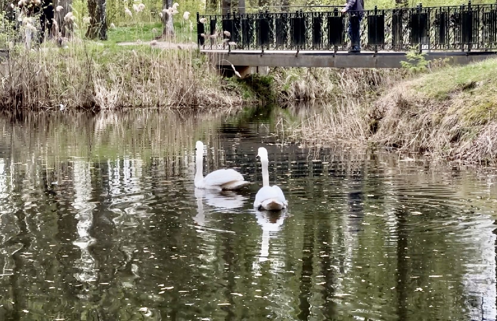 Клин, парки, лебеди, люди
