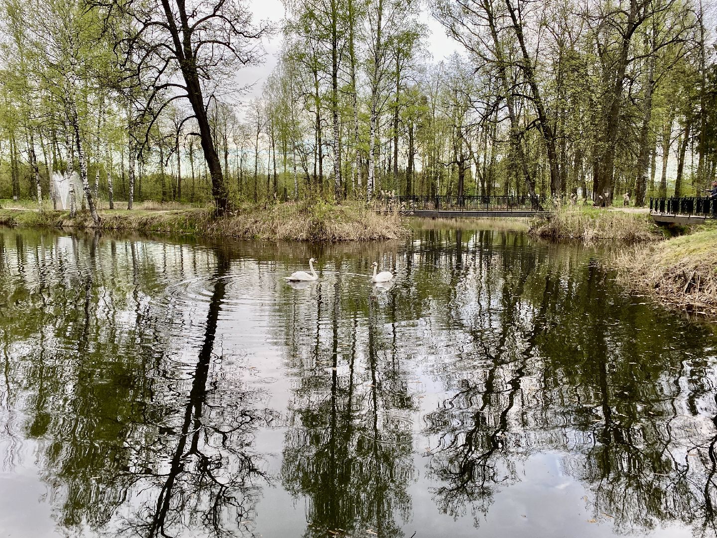 Клин, парки, лебеди, люди