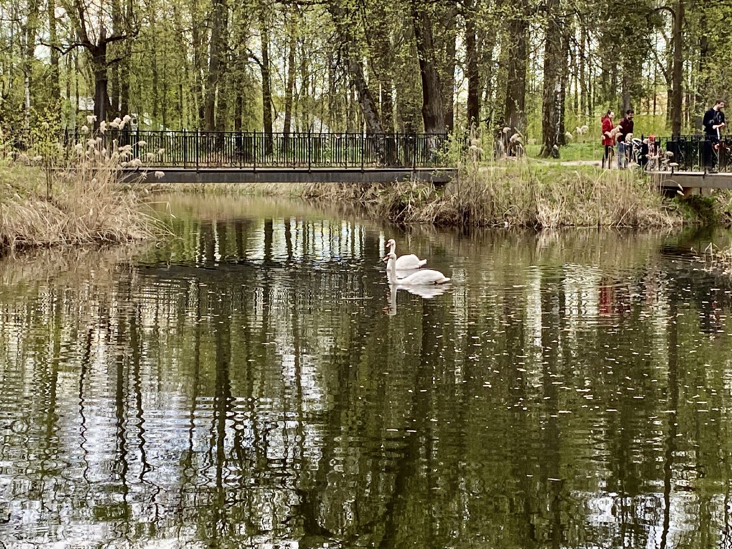 Клин, парки, лебеди, люди