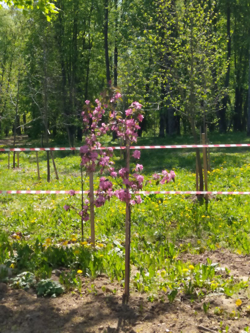 Деревья, парк, благоустройство, берег, пляж