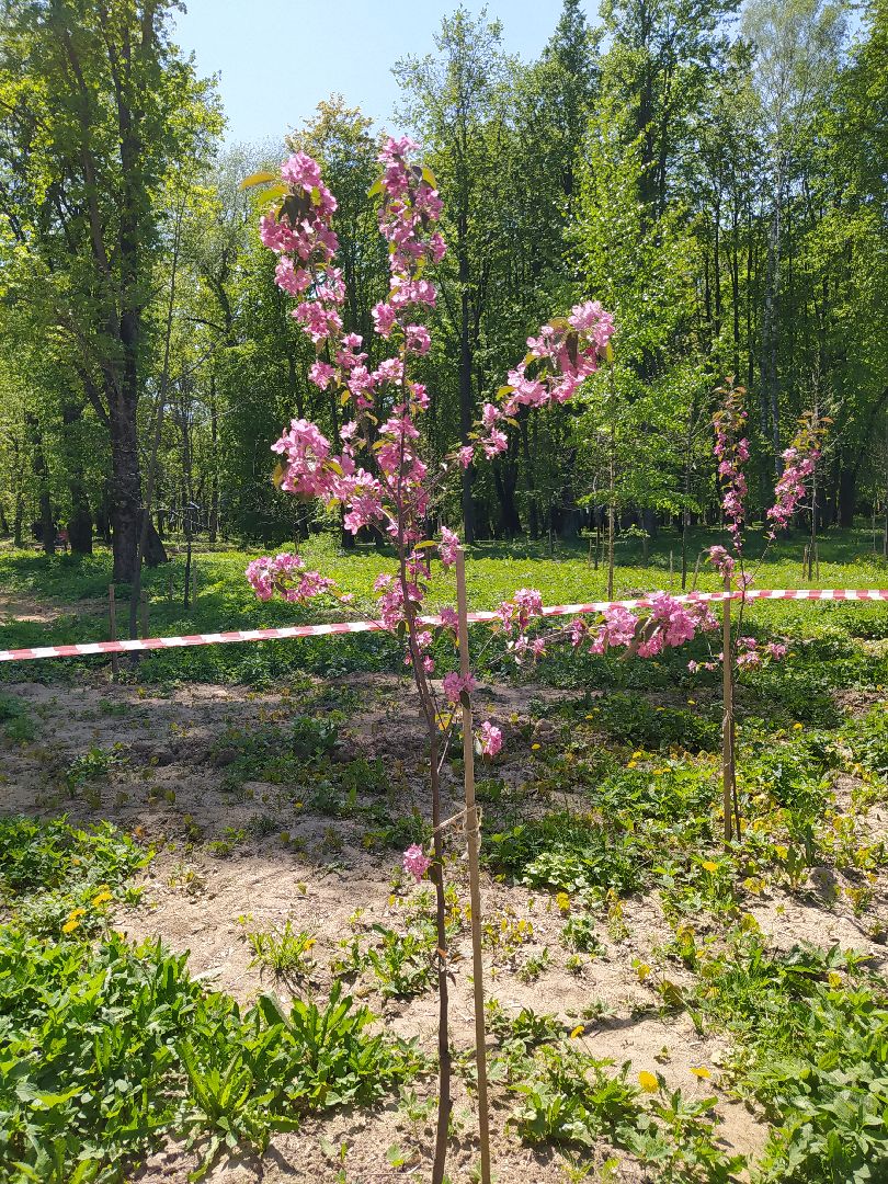 Деревья, парк, благоустройство, берег, пляж