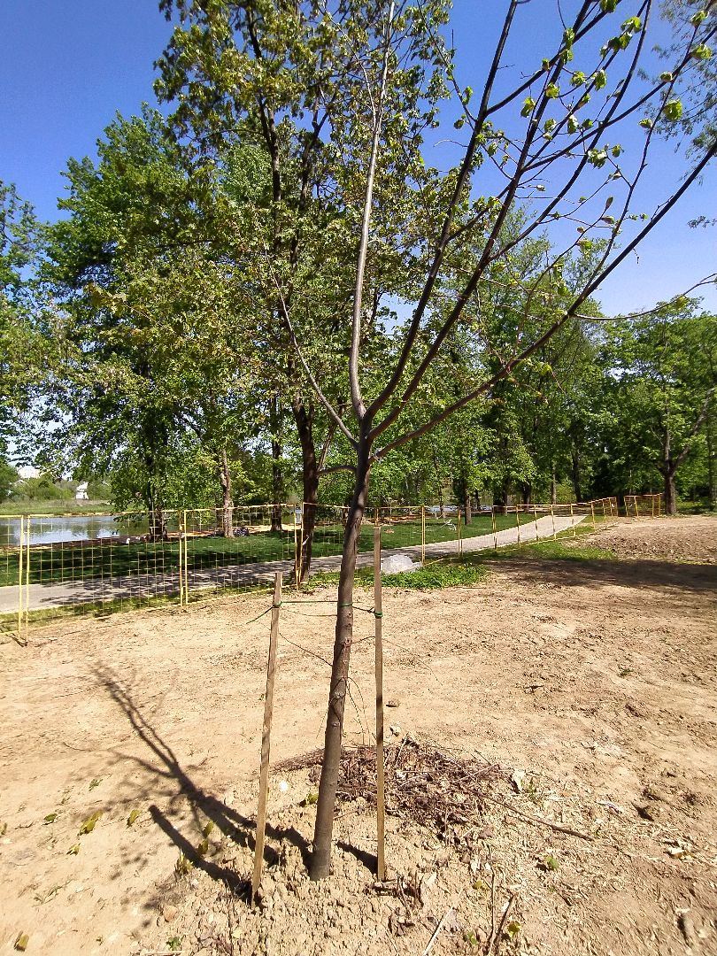 Деревья, парк, благоустройство, берег, пляж