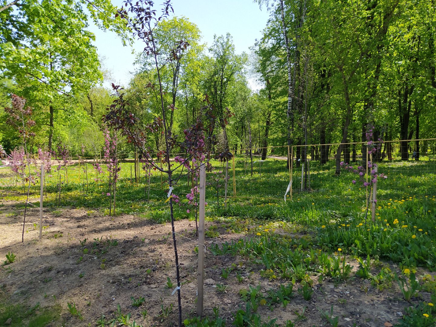 Деревья, парк, благоустройство, берег, пляж