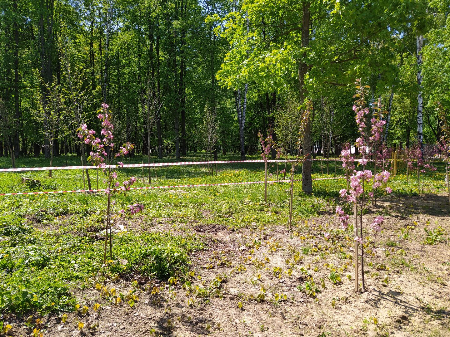 Деревья, парк, благоустройство, берег, пляж