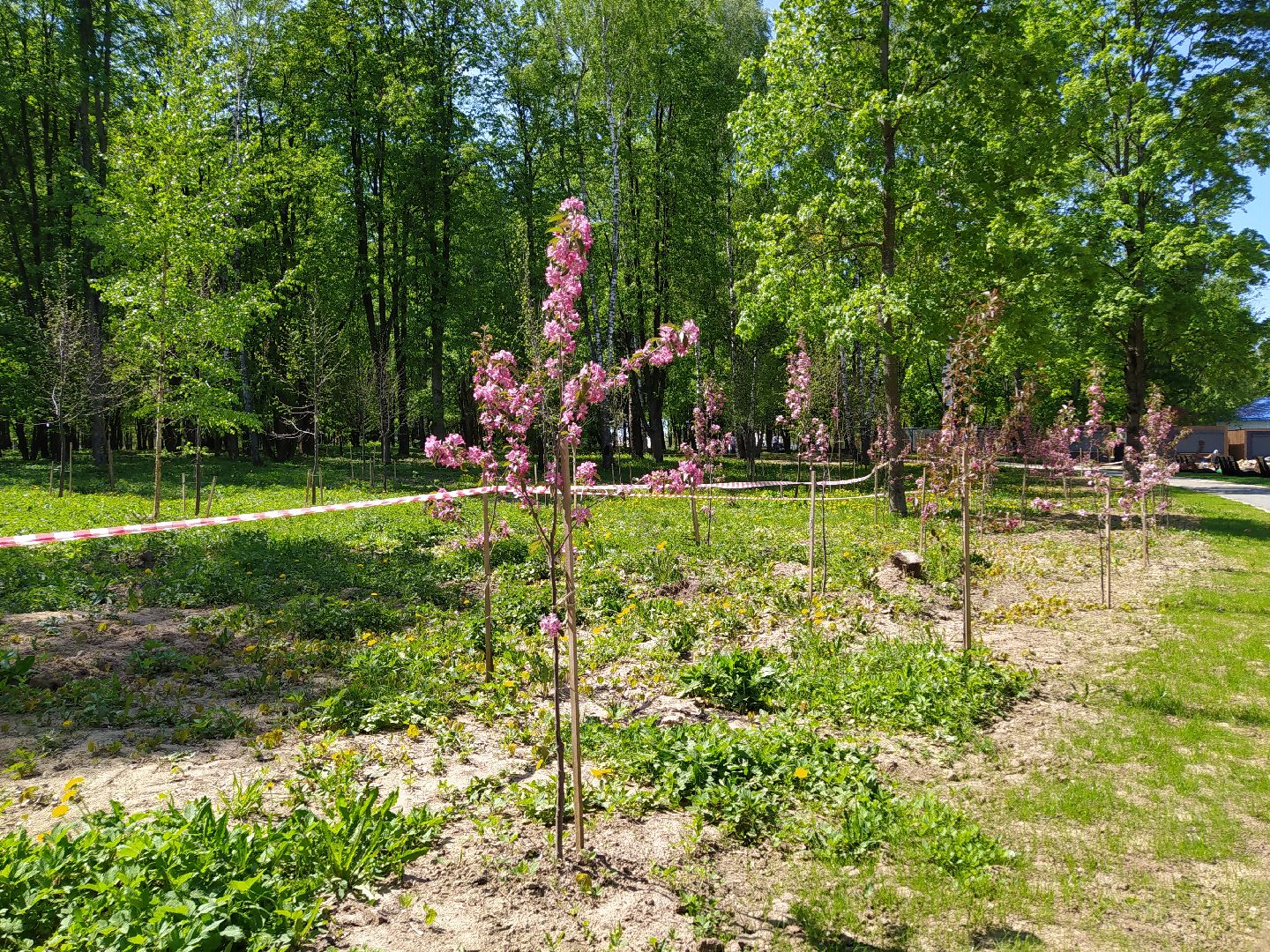 Деревья, парк, благоустройство, берег, пляж