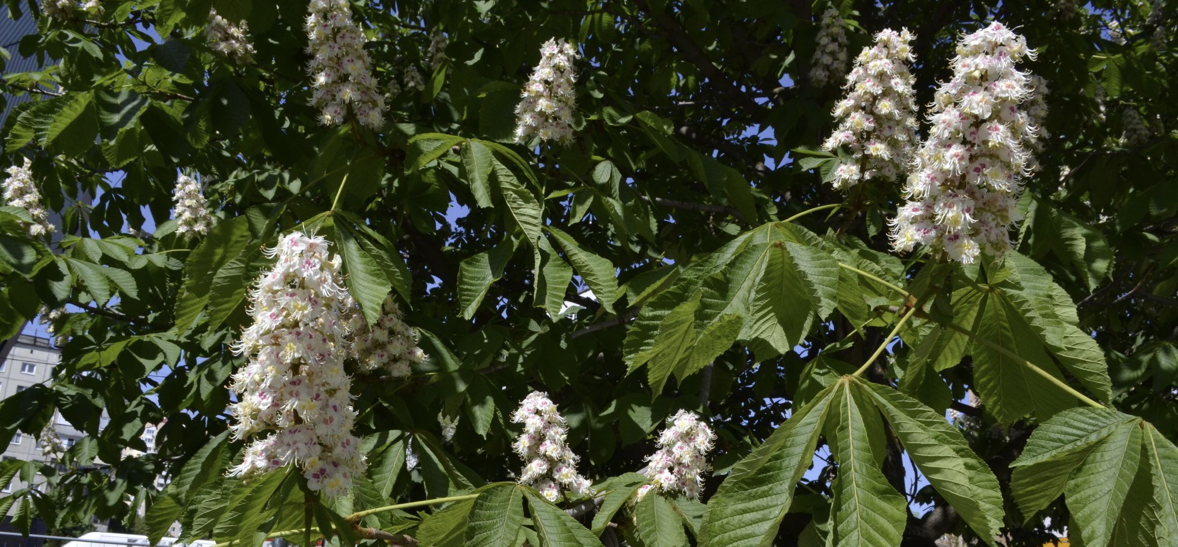 Балашиха, Подмосковье, благоустройство, бульвар цветов, каштановая аллея, сирень
