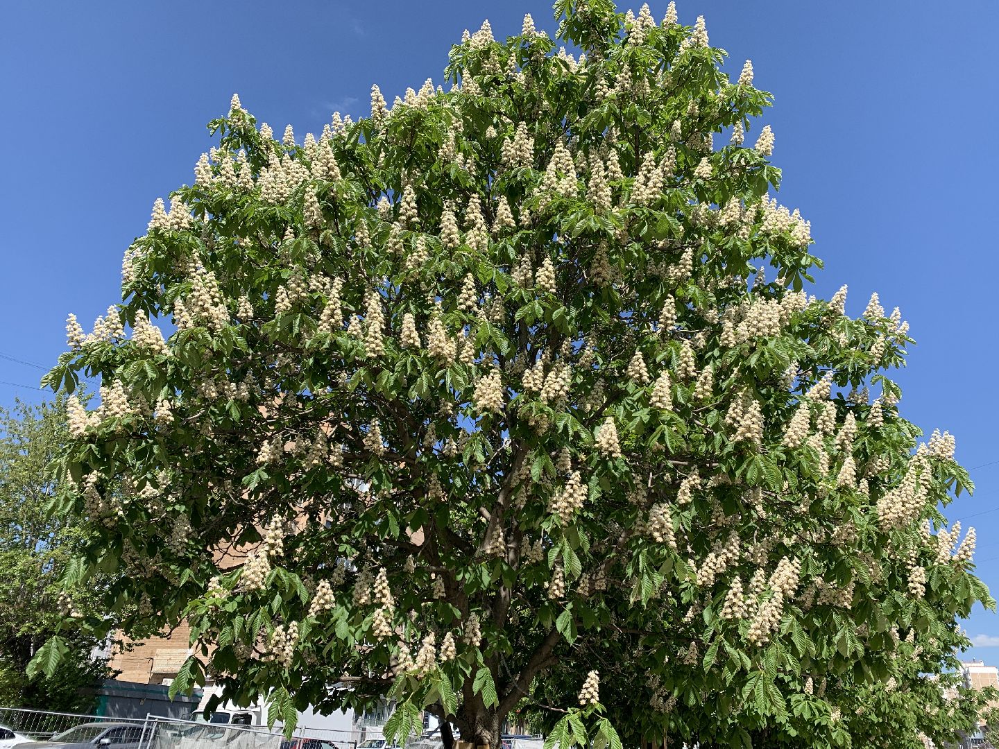 Балашиха, Подмосковье, благоустройство, бульвар цветов, каштановая аллея, сирень