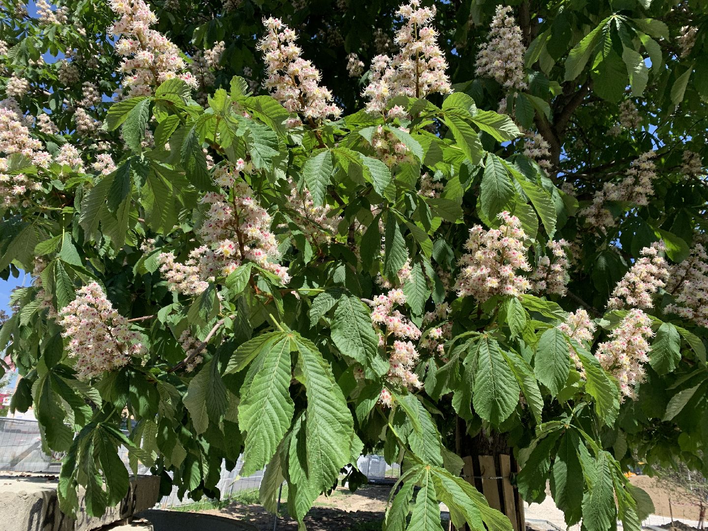 Балашиха, Подмосковье, благоустройство, бульвар цветов, каштановая аллея, сирень