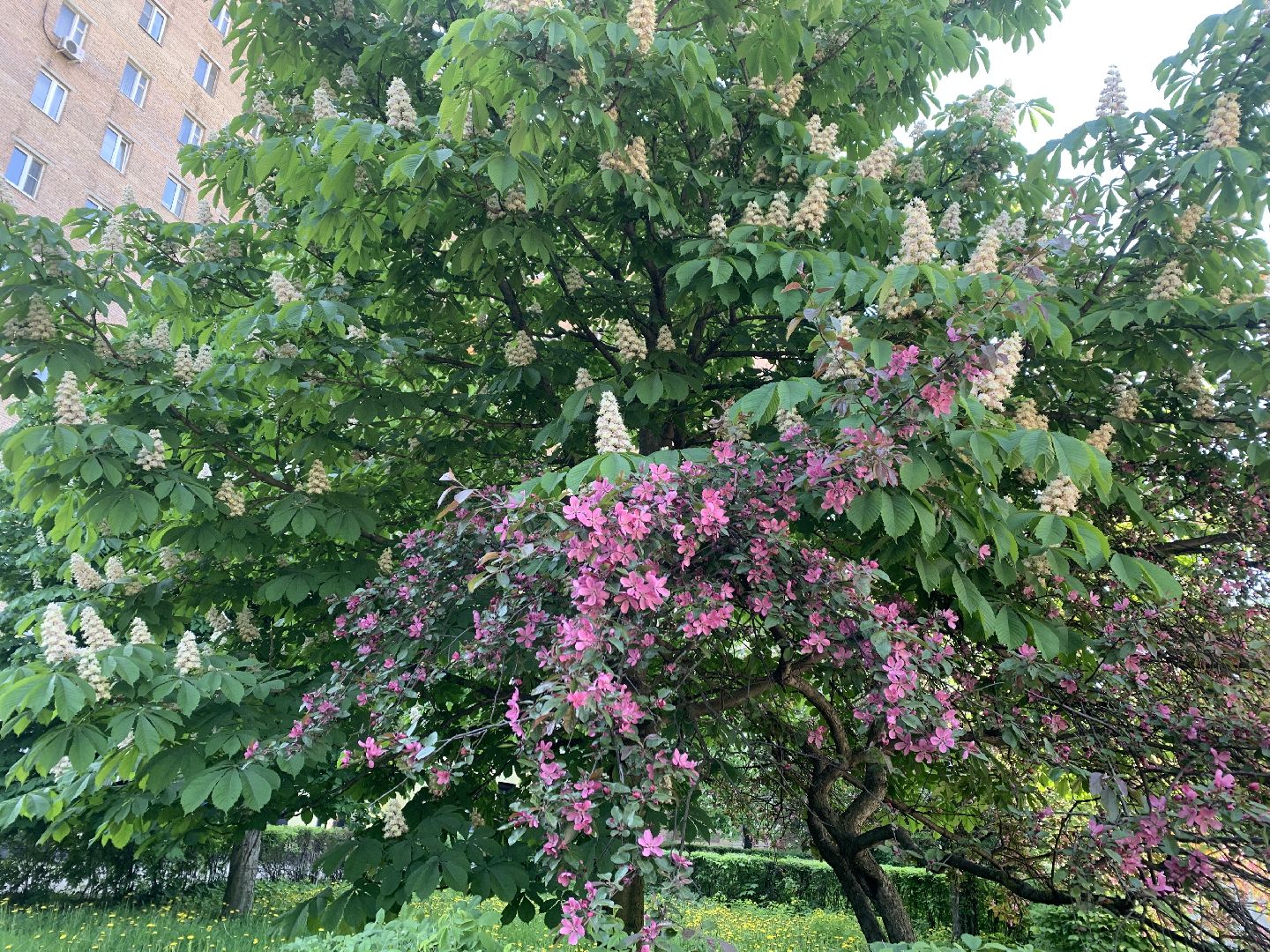 Балашиха, Подмосковье, благоустройство, бульвар цветов, каштановая аллея, сирень