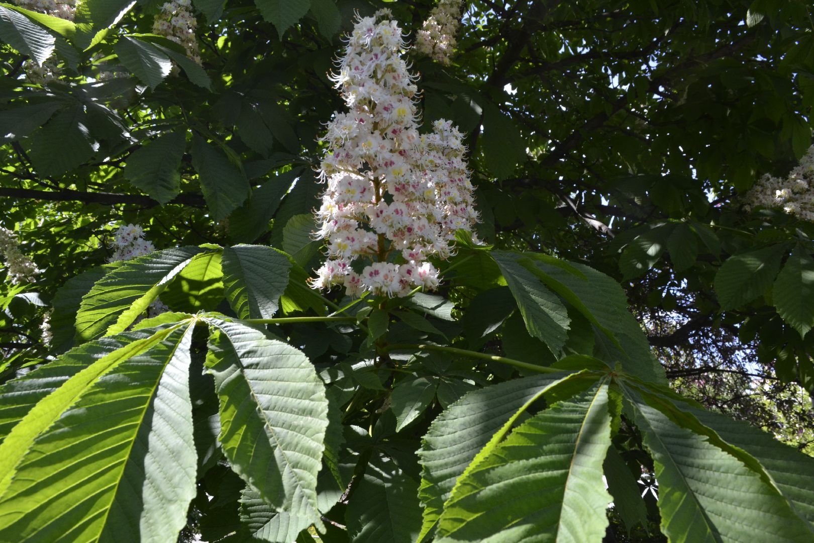 Балашиха, Подмосковье, благоустройство, бульвар цветов, каштановая аллея, сирень
