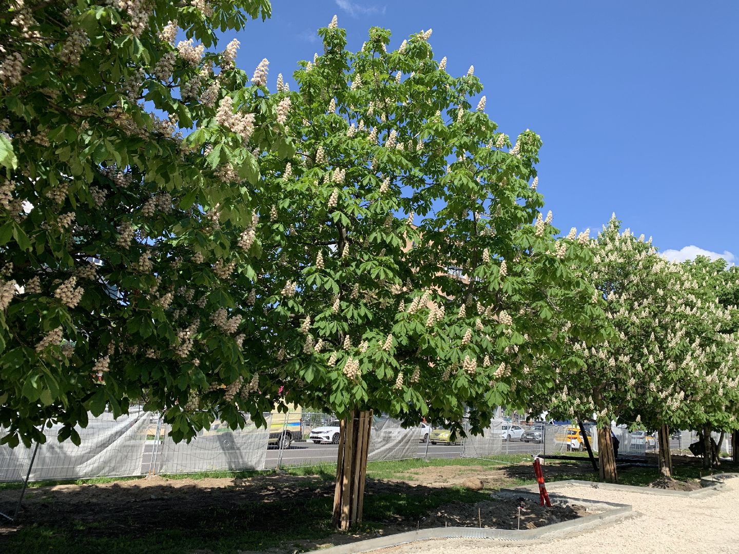 Балашиха, Подмосковье, благоустройство, бульвар цветов, каштановая аллея, сирень