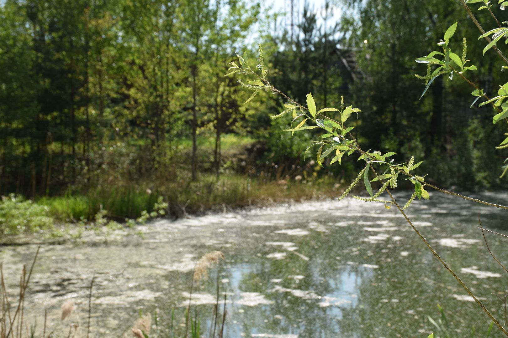 Павловский Посад, городской округ Павловский Посад, лягушки, явление, лес, водоём, лесник