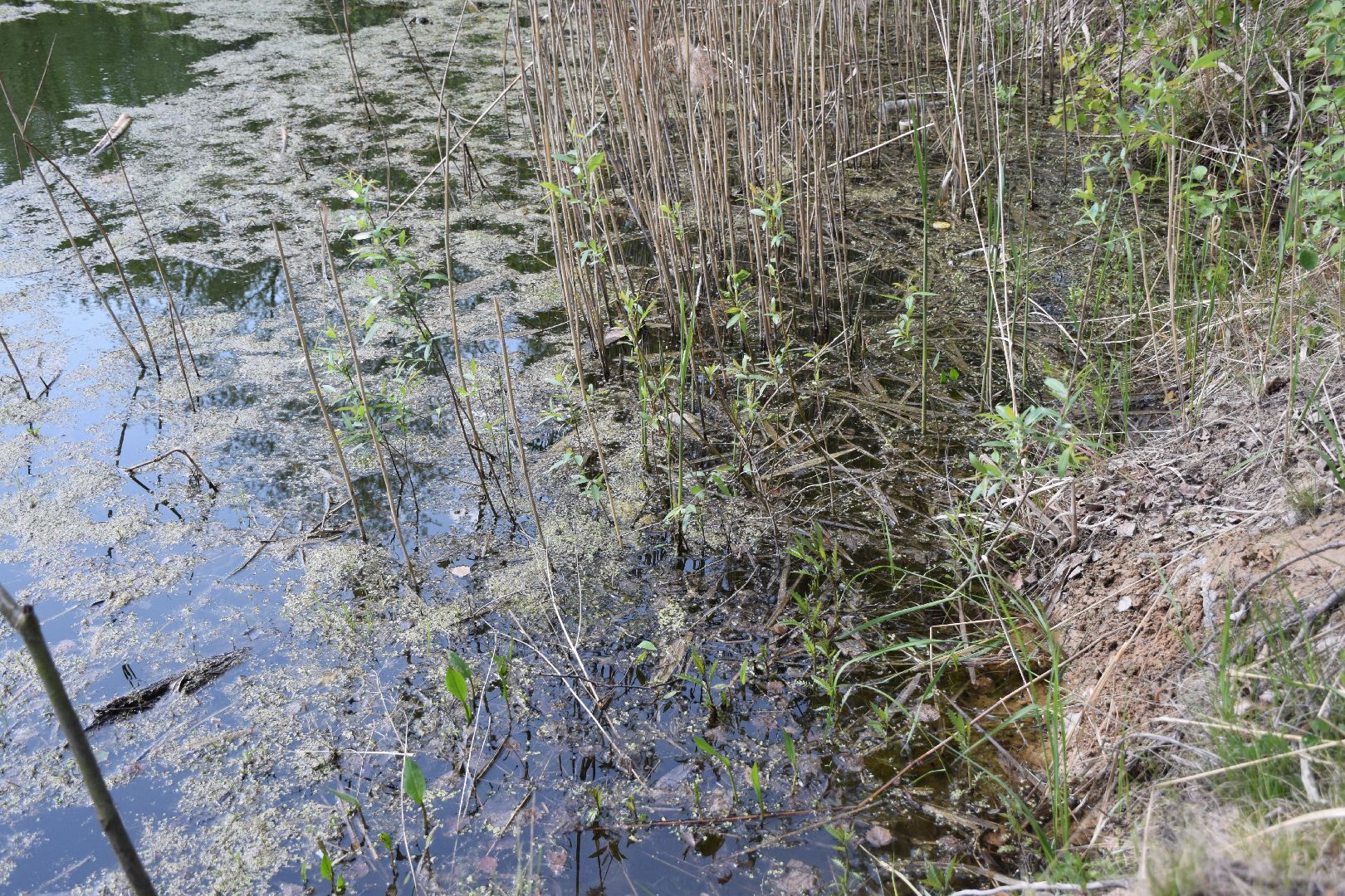 Павловский Посад, городской округ Павловский Посад, лягушки, явление, лес, водоём, лесник