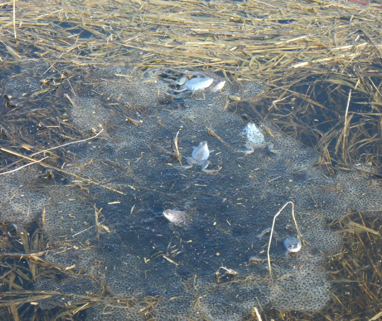 Павловский Посад, городской округ Павловский Посад, лягушки, явление, лес, водоём, лесник