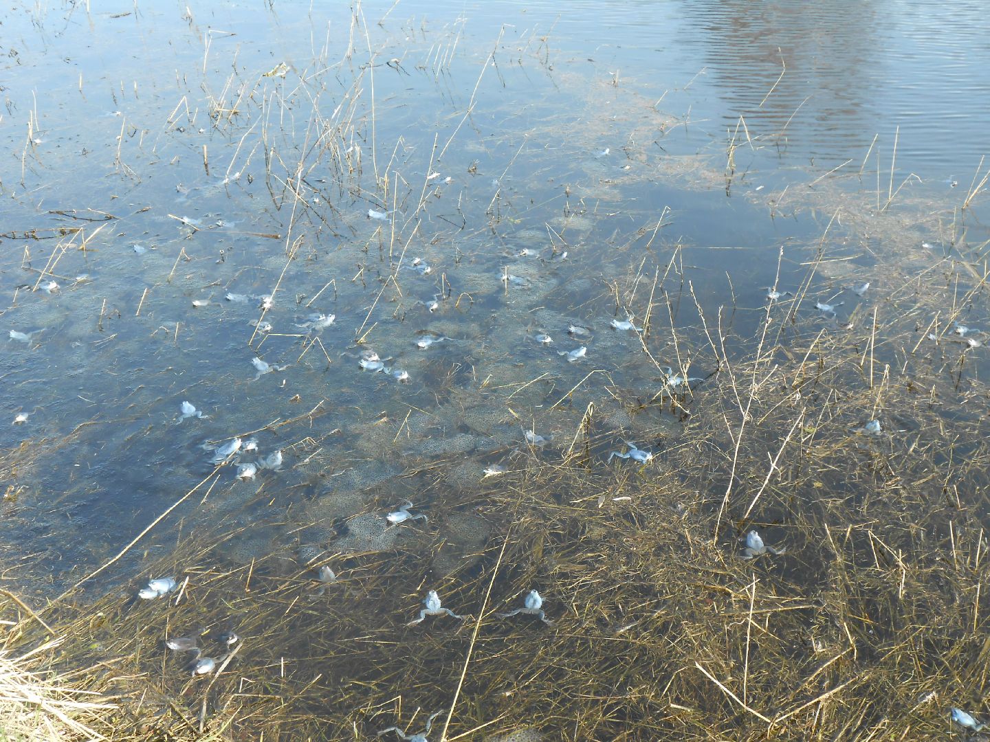 Павловский Посад, городской округ Павловский Посад, лягушки, явление, лес, водоём, лесник
