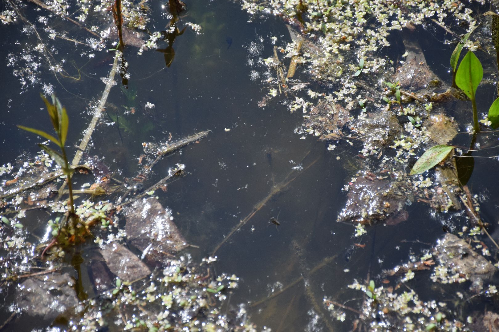 Павловский Посад, городской округ Павловский Посад, лягушки, явление, лес, водоём, лесник
