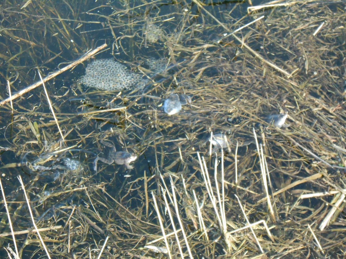 Павловский Посад, городской округ Павловский Посад, лягушки, явление, лес, водоём, лесник