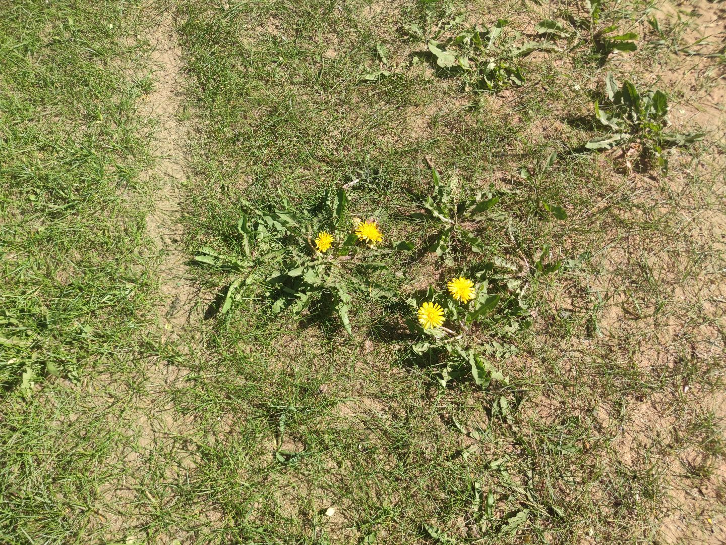 покос травы, двор, Дубна