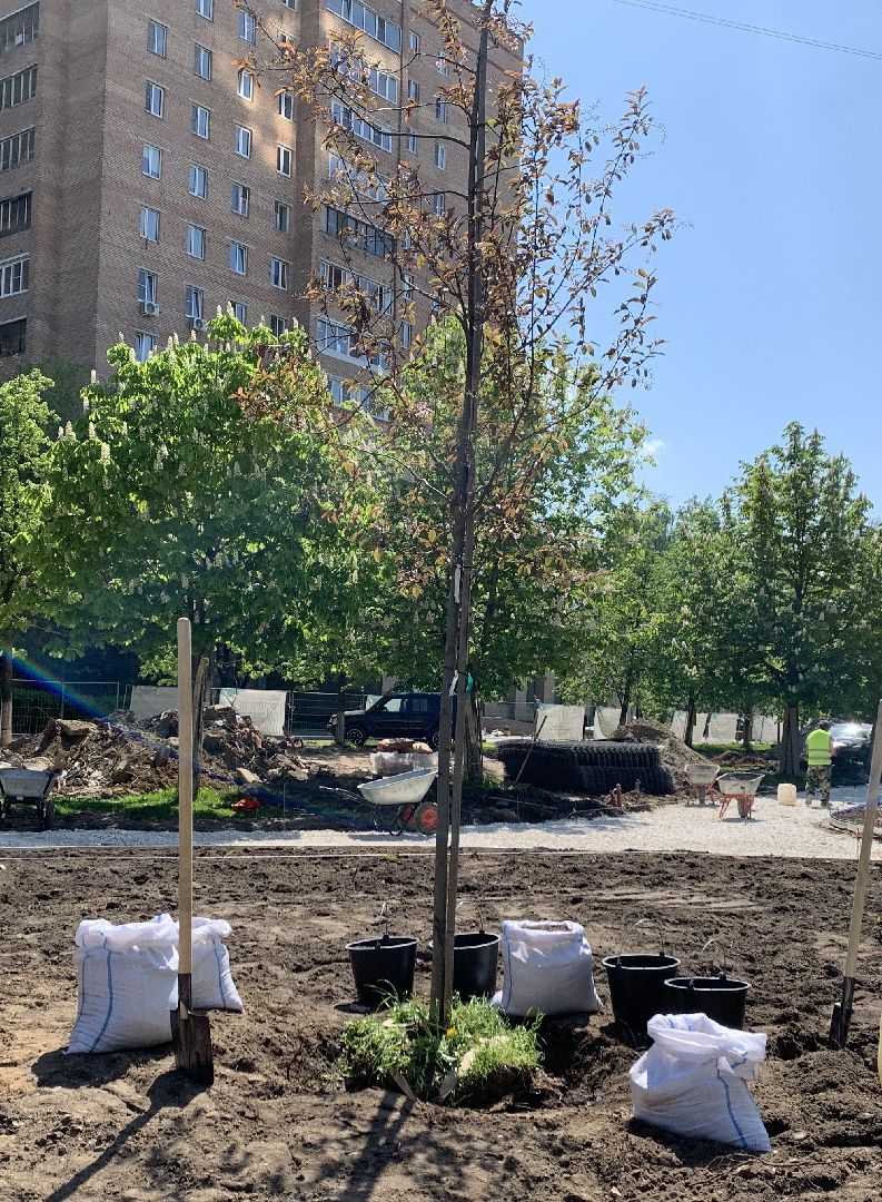 Балашиха, Подмосковье, благоустройство, Лес Победы, депутаты, Бульвар цветов