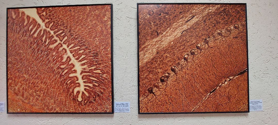 Пущино, культура, фотовыставка