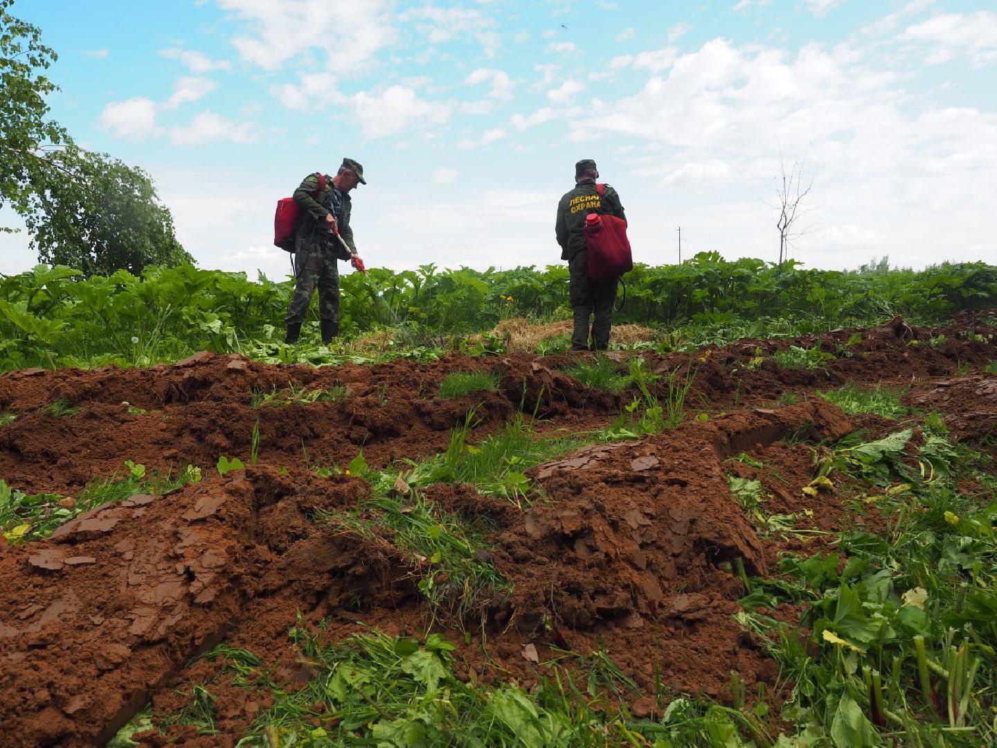 Сергиев Посад, Сергиево-Посадский городской округ, Безопасность, Пожароопасный сезон, Пожарные, Лес, Лесная охрана, Мособллес