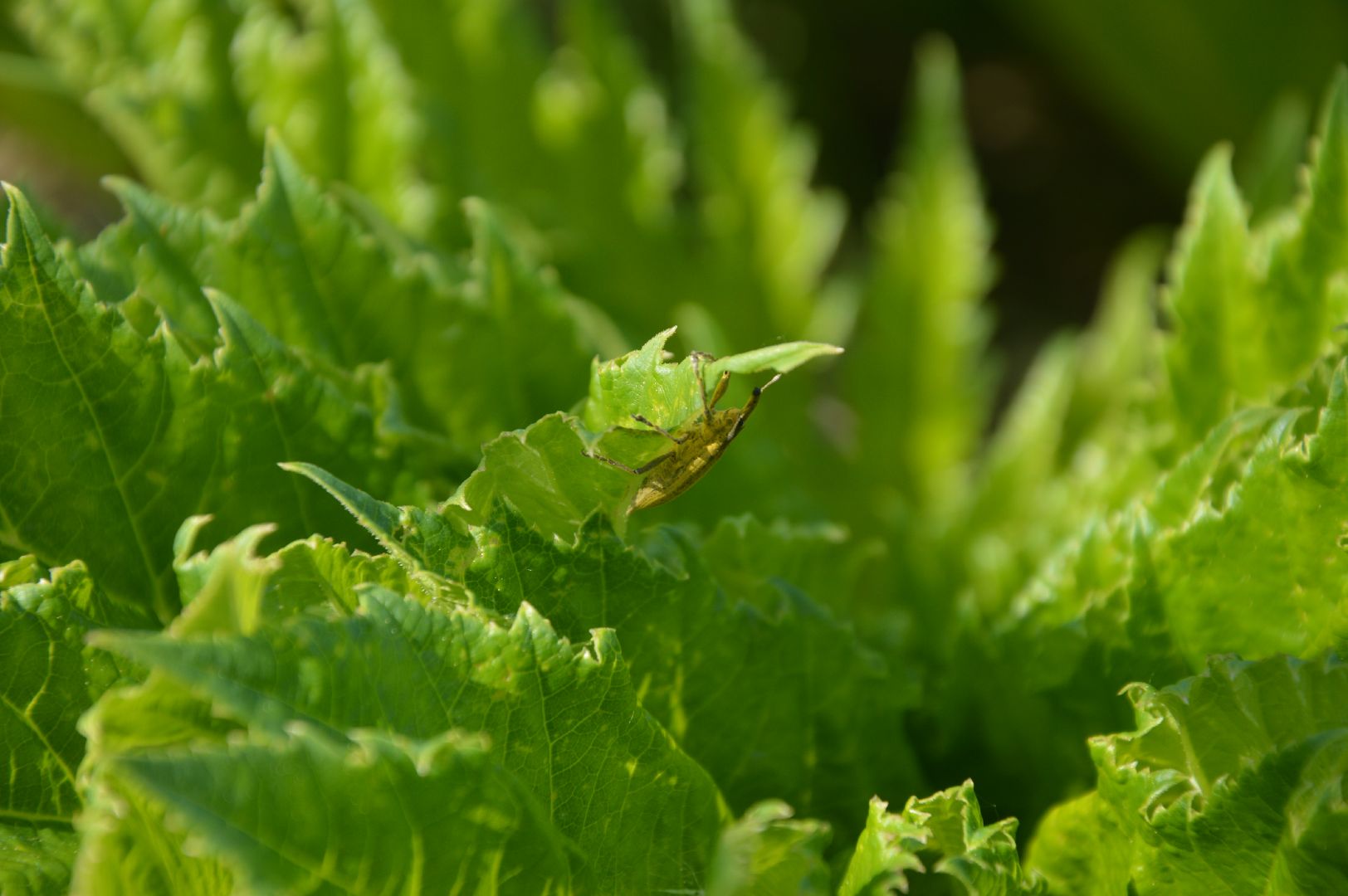 борщевик, Шатура, борьба с борщевиком