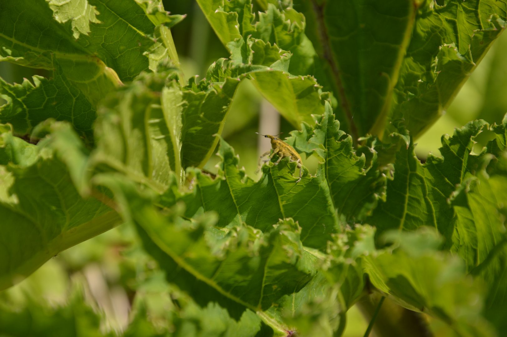 борщевик, Шатура, борьба с борщевиком