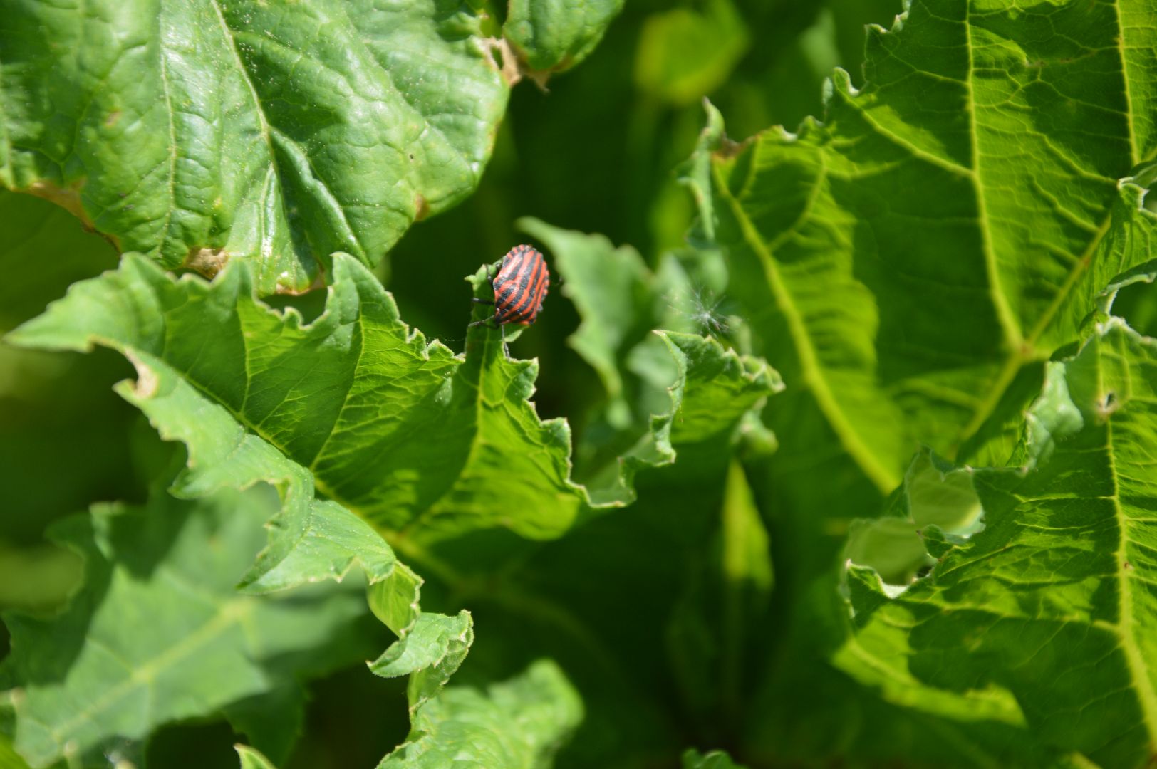 борщевик, Шатура, борьба с борщевиком