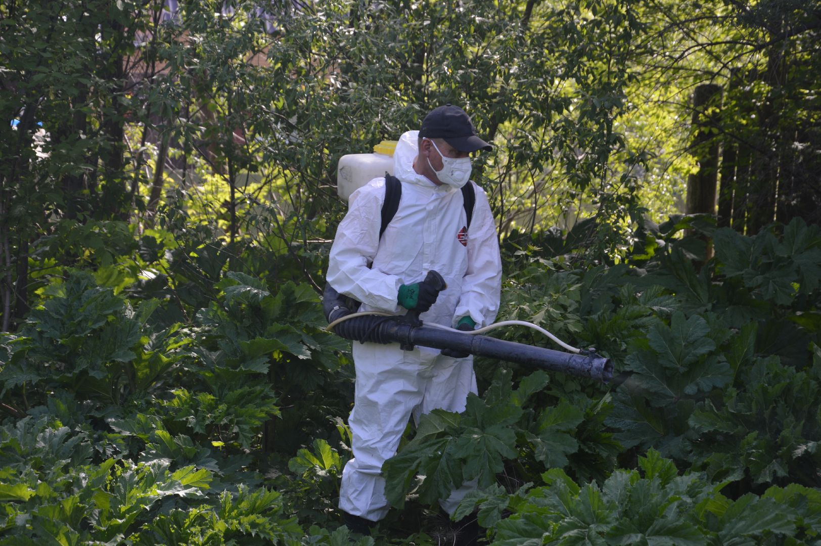 борщевик, Шатура, борьба с борщевиком