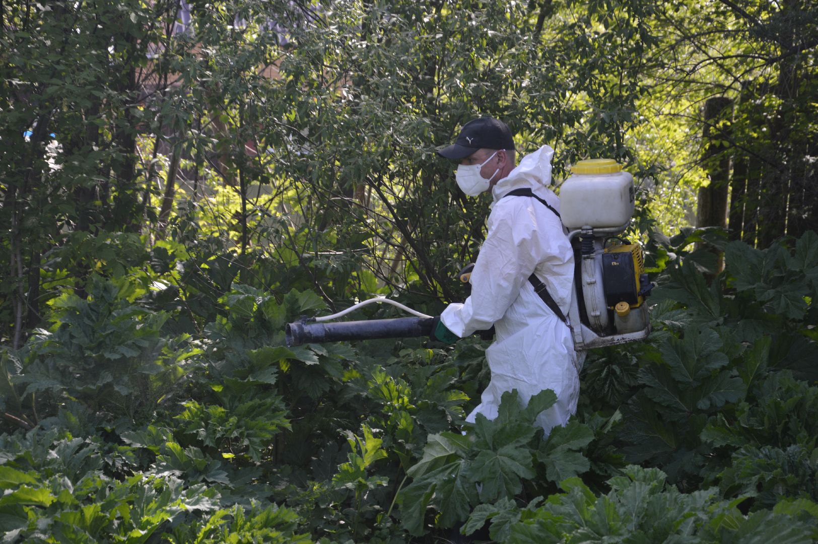 борщевик, Шатура, борьба с борщевиком