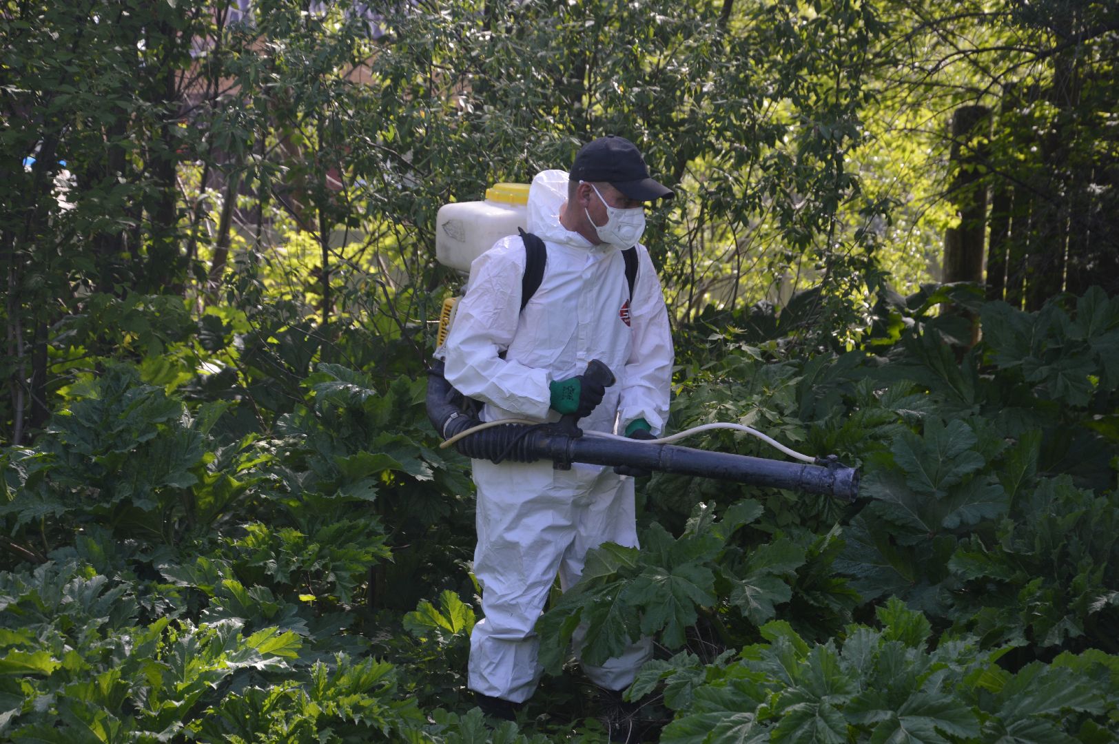 борщевик, Шатура, борьба с борщевиком