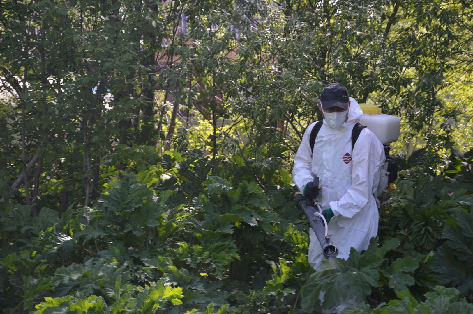 борщевик, Шатура, борьба с борщевиком