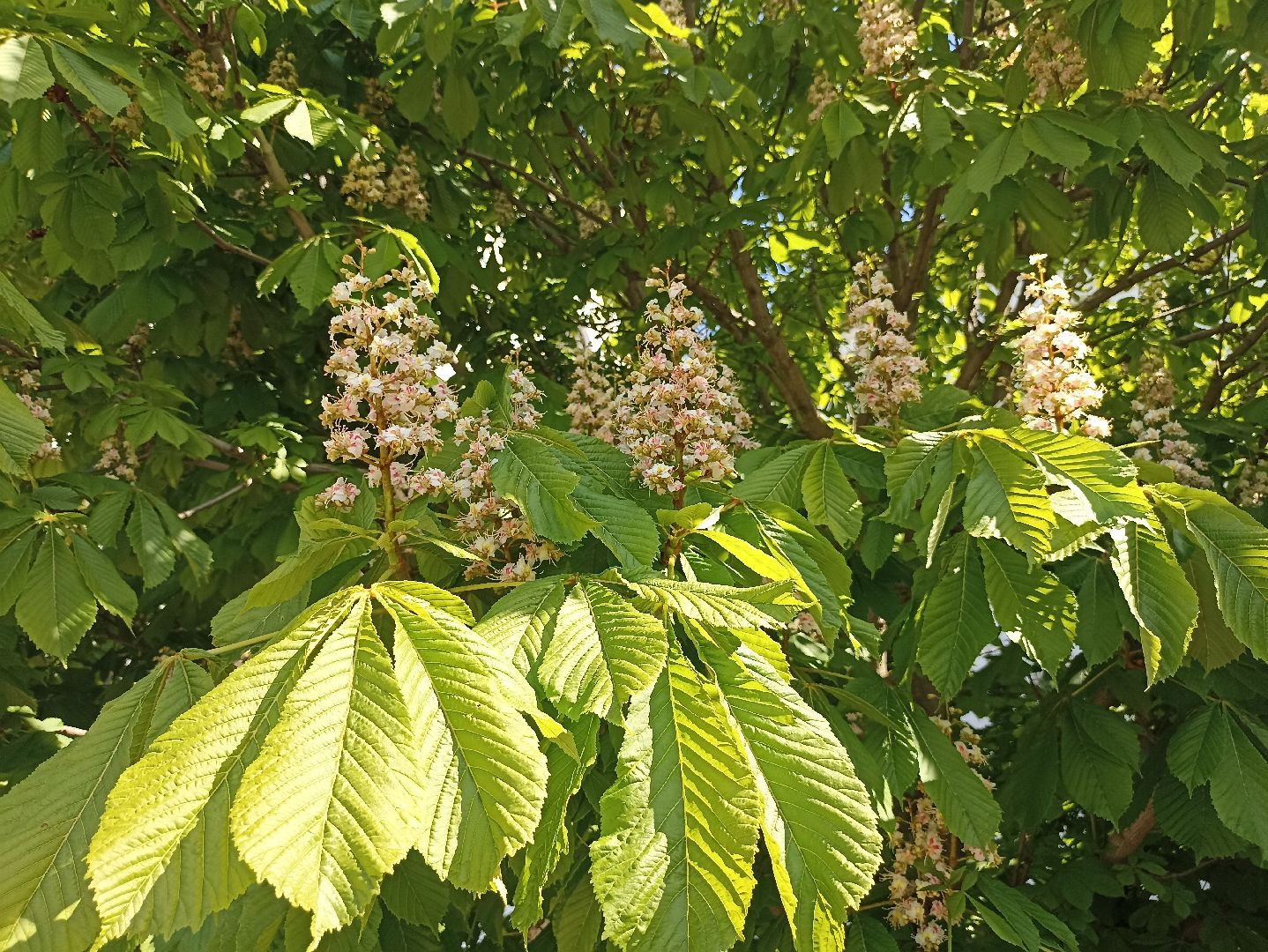 Серпухов, Подмосковье, Радонежский, монастырь, природа, туризм