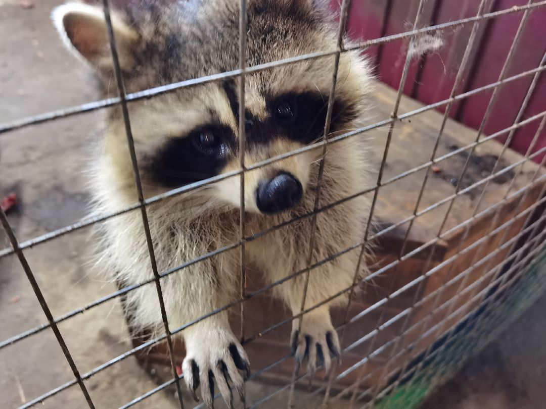 Контактный зоопарк, Горки