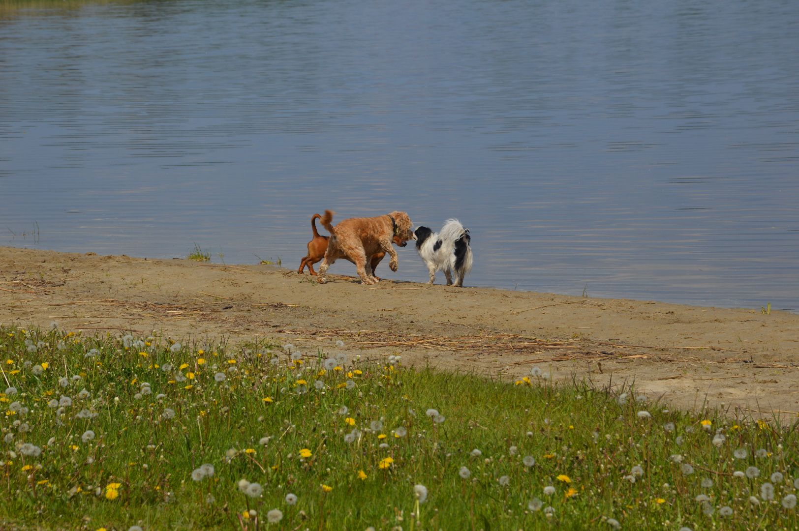 пляж, Шатура, открытие сезона.