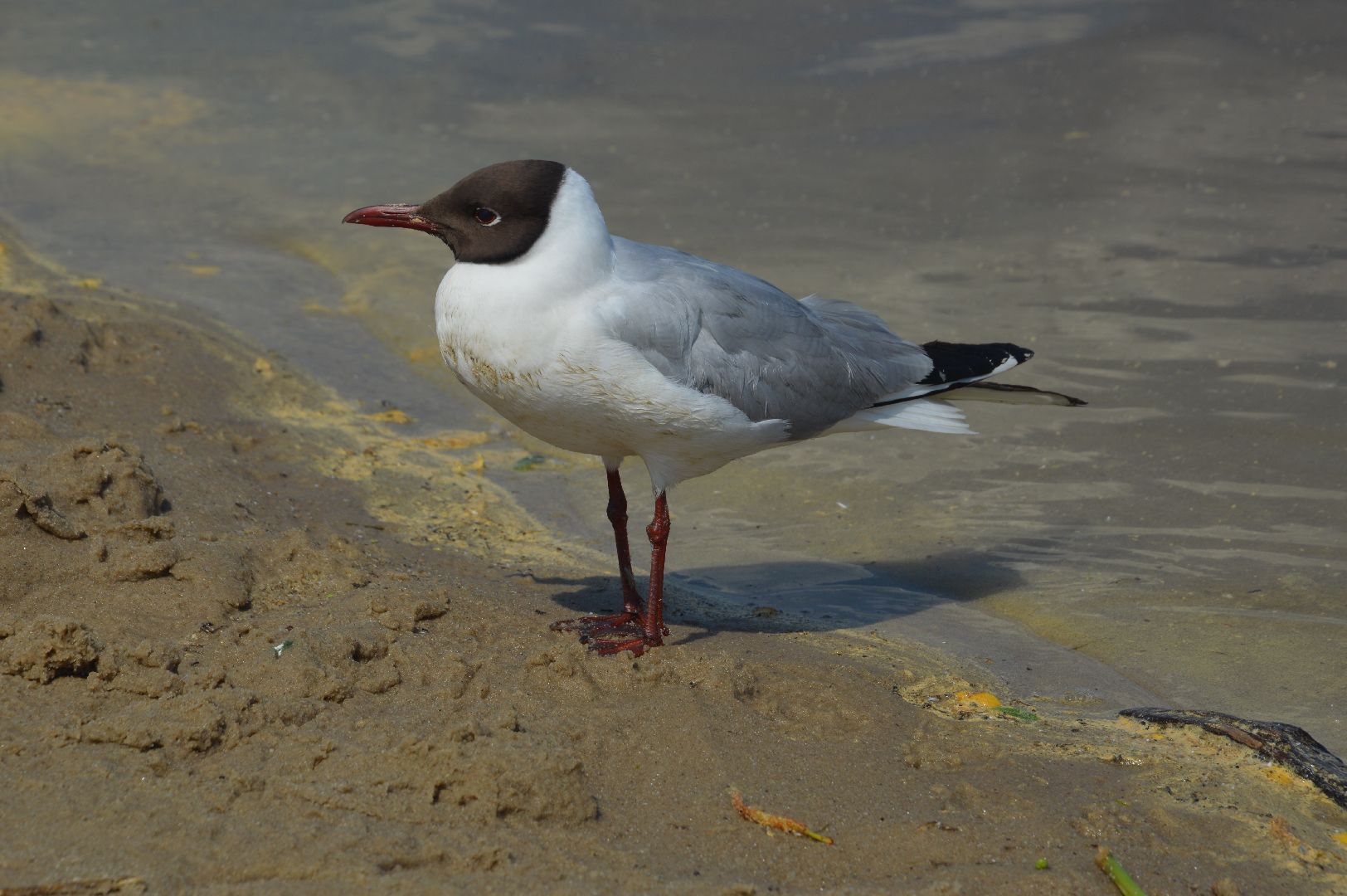 пляж, Шатура, открытие сезона.