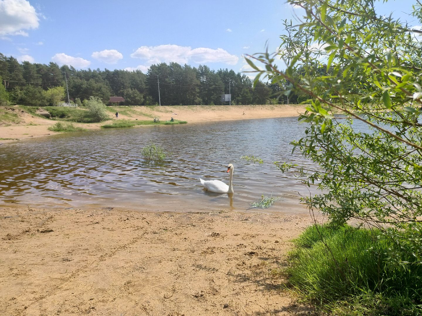 лебеди, карьер, Протвино, водоем, природа