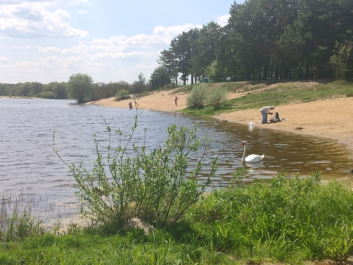 лебеди, карьер, Протвино, водоем, природа
