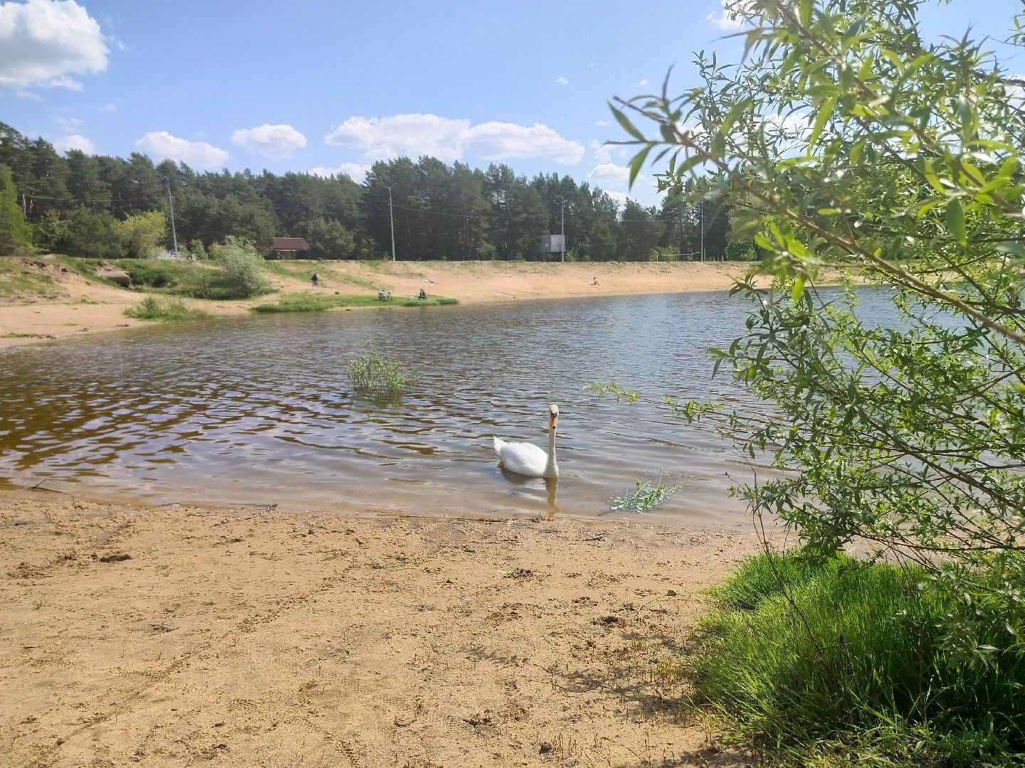 лебеди, карьер, Протвино, водоем, природа