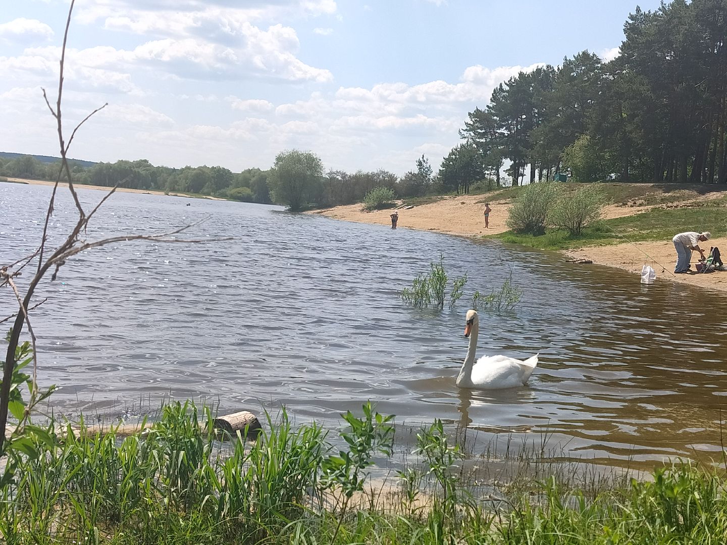 лебеди, карьер, Протвино, водоем, природа